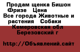 Продам щенка Бишон Фризе › Цена ­ 30 000 - Все города Животные и растения » Собаки   . Кемеровская обл.,Березовский г.